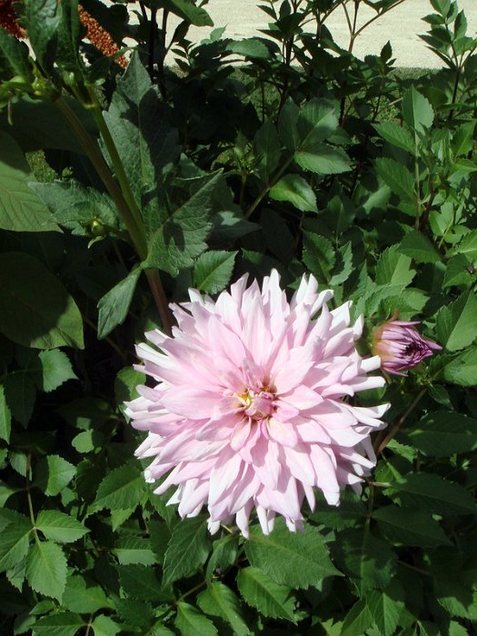 Dahlia x 'Angelique'